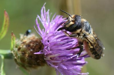 <i>Lithurgus cornutus</i>