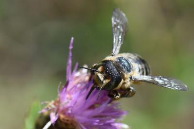 <i>Lithurgus cornutus</i>