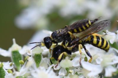 <i>Ectemnius lituratus</i>