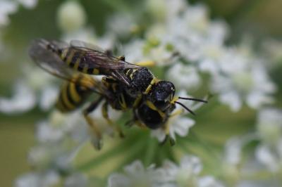 <i>Ectemnius lituratus</i>