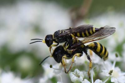 <i>Ectemnius lituratus</i>