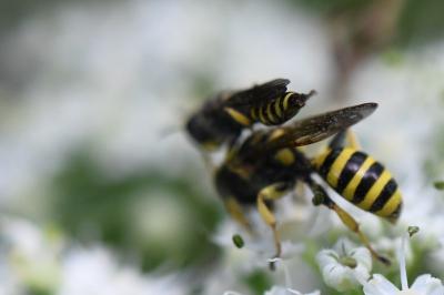 <i>Ectemnius lituratus</i>