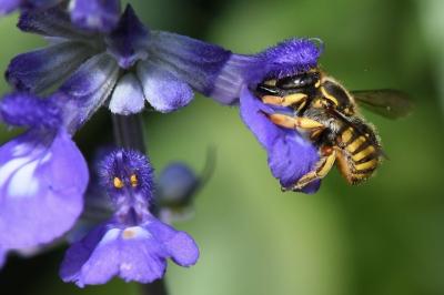 Anthidium manicatum