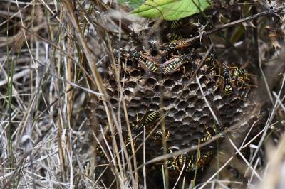 Polistes nimpha