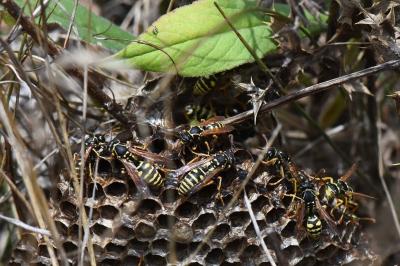 <i>Polistes nimpha</i>