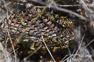 <i>Polistes nimpha</i>