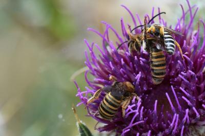 Halictus scabiosae