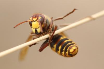 Frelon européen