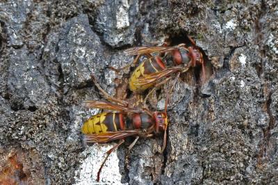 Vespa crabro