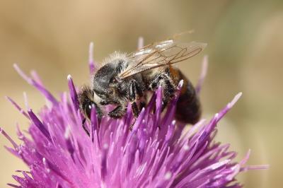 Abeille domestique