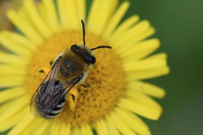 <i>Colletes</i>