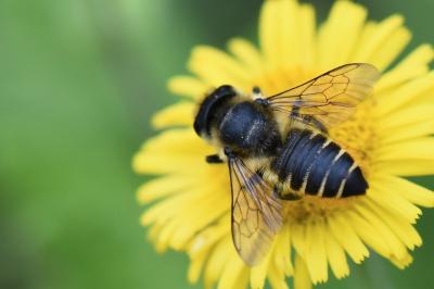 Megachile centuncularis
