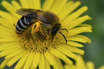 <i>Colletes</i>