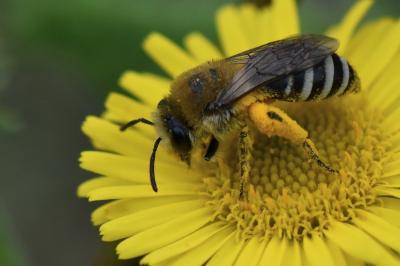 <i>Colletes</i>
