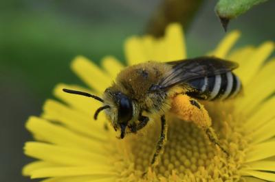 <i>Colletes</i>