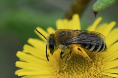 <i>Colletes</i>
