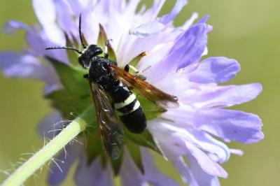 <i>Cephaledo bifasciata</i>