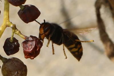 Vespa velutina