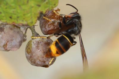 Frelon à pattes jaunes