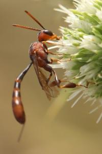 <i>Gasteruption hastator</i>