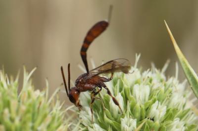 <i>Gasteruption hastator</i>