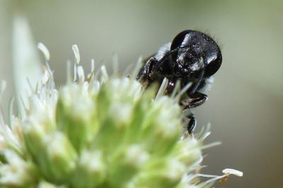 Megachile rotundata