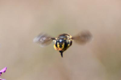 Anthidie à manchettes