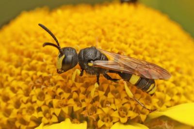 Cerceris rybyensis