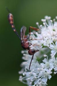 <i>Gasteruption hastator</i>
