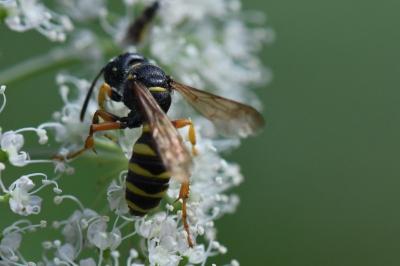 <i>Cerceris ruficornis</i>