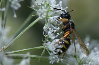 <i>Cerceris ruficornis</i>