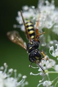 <i>Cerceris ruficornis</i>