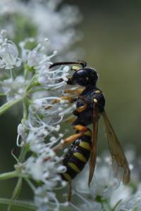 <i>Cerceris ruficornis</i>
