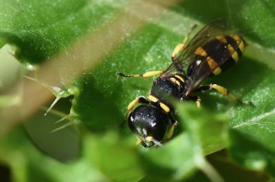 <i>Ectemnius continuus</i>
