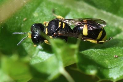 <i>Ectemnius continuus</i>