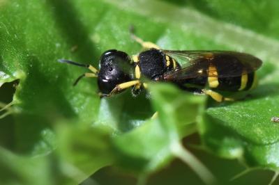 <i>Ectemnius continuus</i>