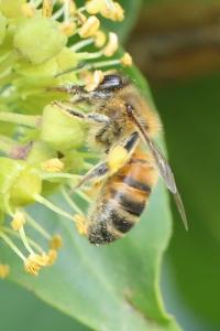 Abeille domestique