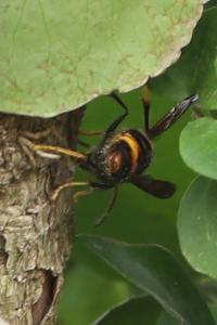 Frelon à pattes jaunes