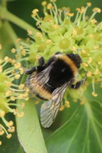 <i>Bombus terrestris/lucorum</i>