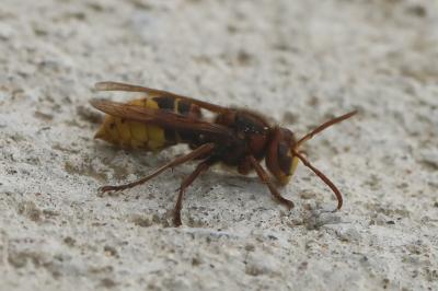 Frelon européen