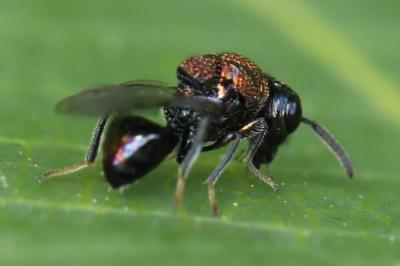 <i>Perilampus</i>