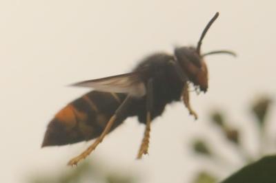 Frelon à pattes jaunes