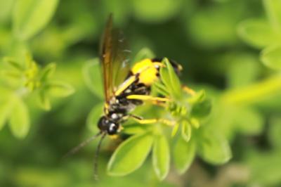 Mouche-à-scie noire