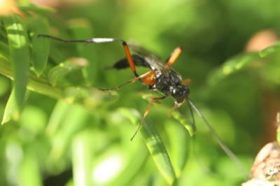 <i>Exetastes calobatus</i>