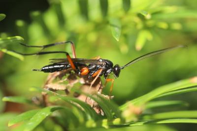 <i>Exetastes calobatus</i>