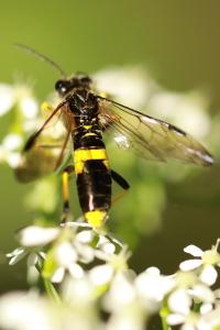 Tenthredo temula