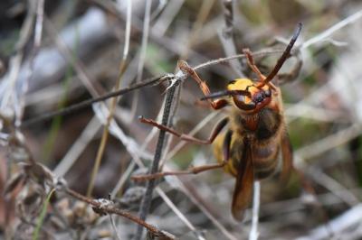 Vespa crabro