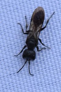 <i>Pemphredon</i>