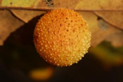 Cynips des feuilles de chêne