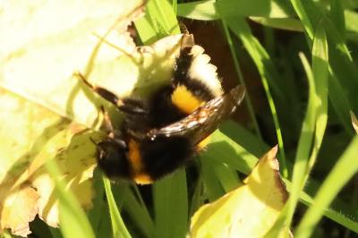 <i>Bombus terrestris/lucorum</i>
